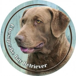 Chesapeake Bay Retriever