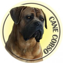 Cane Corso 