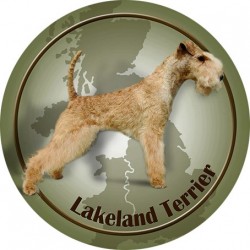 Lakeland Terrier