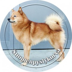 Finnish Spitz