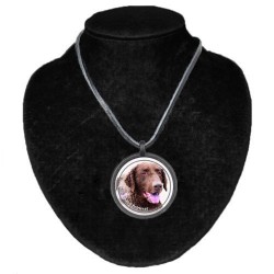 Curly Coated Retriever