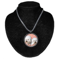 Bichon á poil Frisé