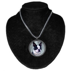 Boston Terrier