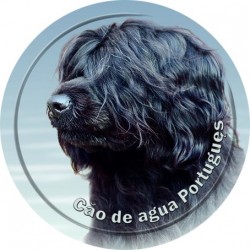 Cao de Agua Portugues