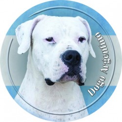 Dogo Argentino