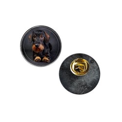 Dachshund