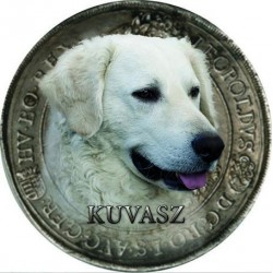 Kuvasz