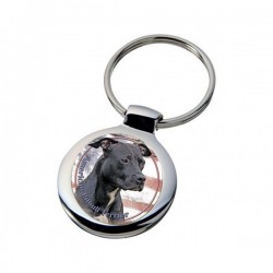 American Pit Bull Terrier