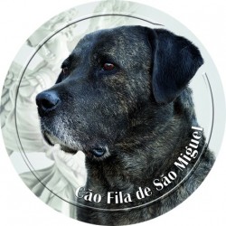 Cao Fila de Sao Miguel