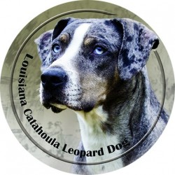 Louisiana Catahoula Leopard Dog