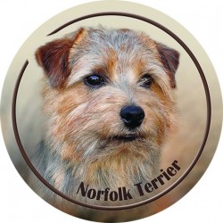 Norfolk Terrier