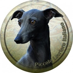 Piccolo Levriero Italiano