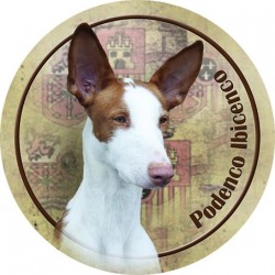 Podenco Ibicenco