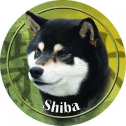 Shiba