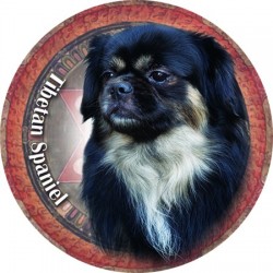 Tibetan Spaniel