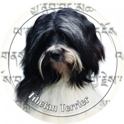 Tibetan Terrier