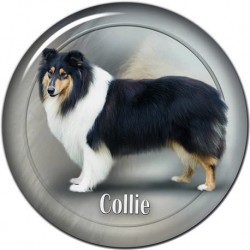 Collie Rough