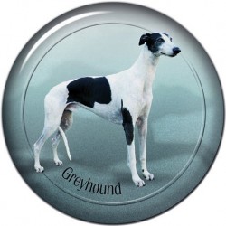 Greyhound