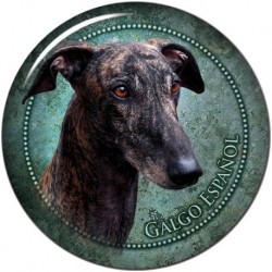 Galgo Espanol
