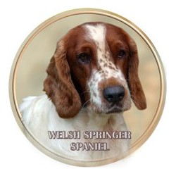 Welsh Springer Spaniel