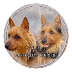 Australian Terrier