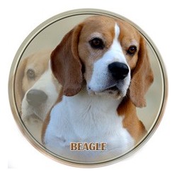 Beagle