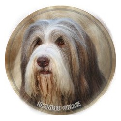 Bearded Collie