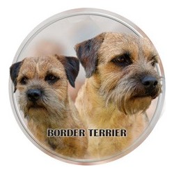 Border terrier