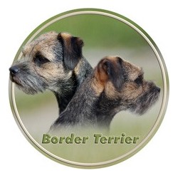 Border terrier