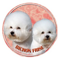 Bichon a poil fris