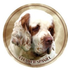 Clumber Spaniel