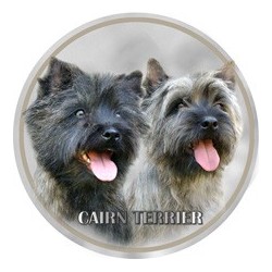 Cairn terrier