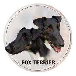 Foxterrier (Glatthaar)