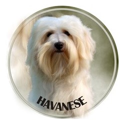 Havaneser