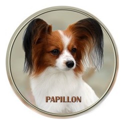 Papillon