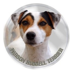 Parson Russell Terrier