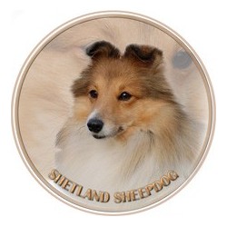 Shetland Sheepdog