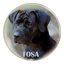 Tosa Inu