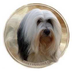 Tibet Terrier
