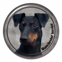 Manchester Terrier