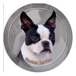 Boston Terrier