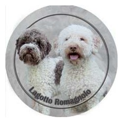 Lagotto romagnolo