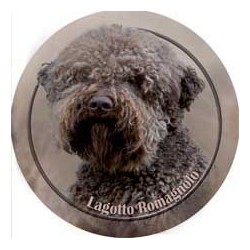 Lagotto romagnolo