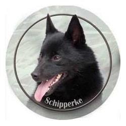 Schipperke