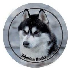 Siberian Husky